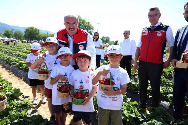 Yenice’de Çilek Hasadı Kutlandı