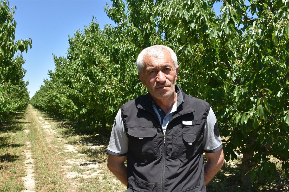 Afyonkarahisar\'da Napolyon Kirazı Bekleniyor