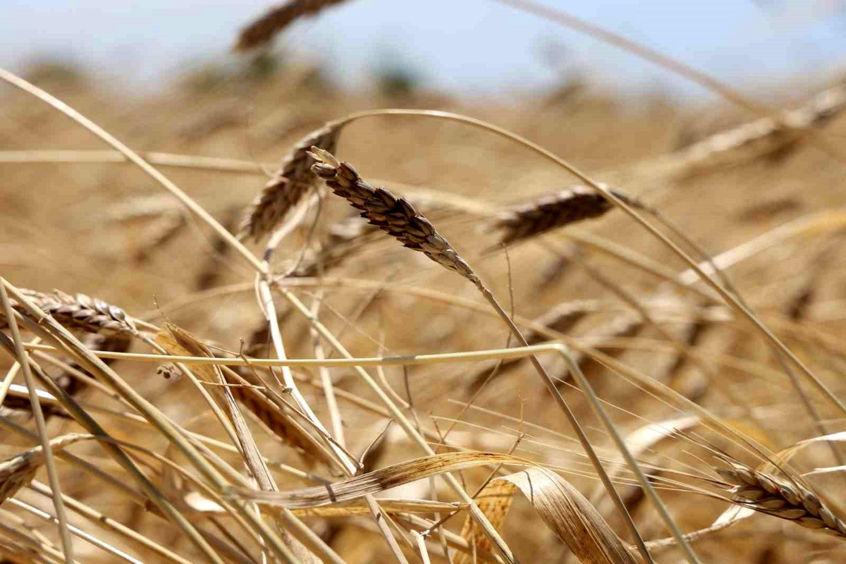 Karakılçık Buğdayında Hasat Başladı
