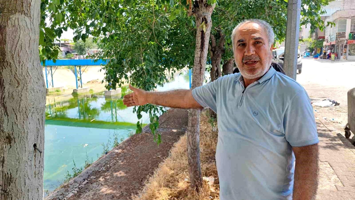 Adana\'da sivrisinek istilası: Vatandaşlar isyanda