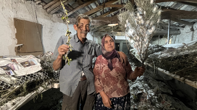 Evinin altında ipek böceği yetiştirerek 40 günde 216 bin TL kazandı