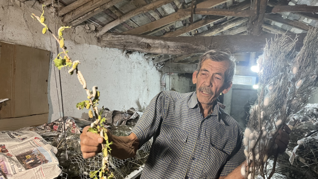 Evinin altında ipek böceği yetiştirerek 40 günde 216 bin TL kazandı