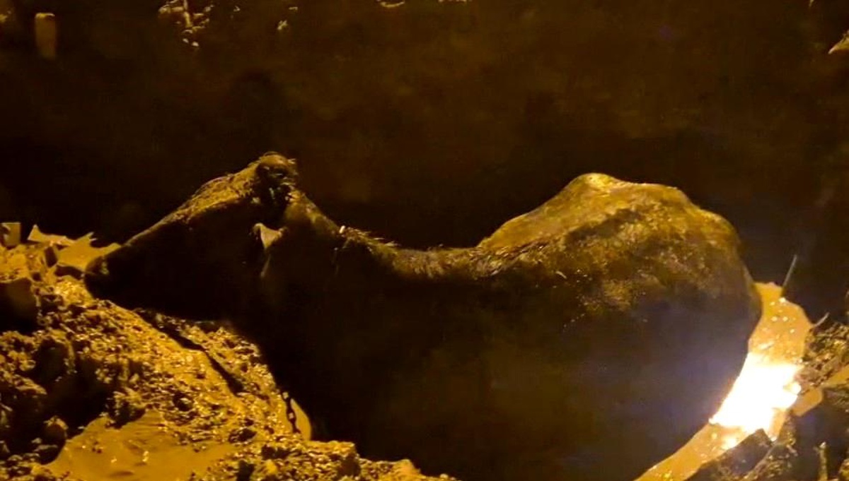 İnek belediyenin kazdığı çukura düştü
