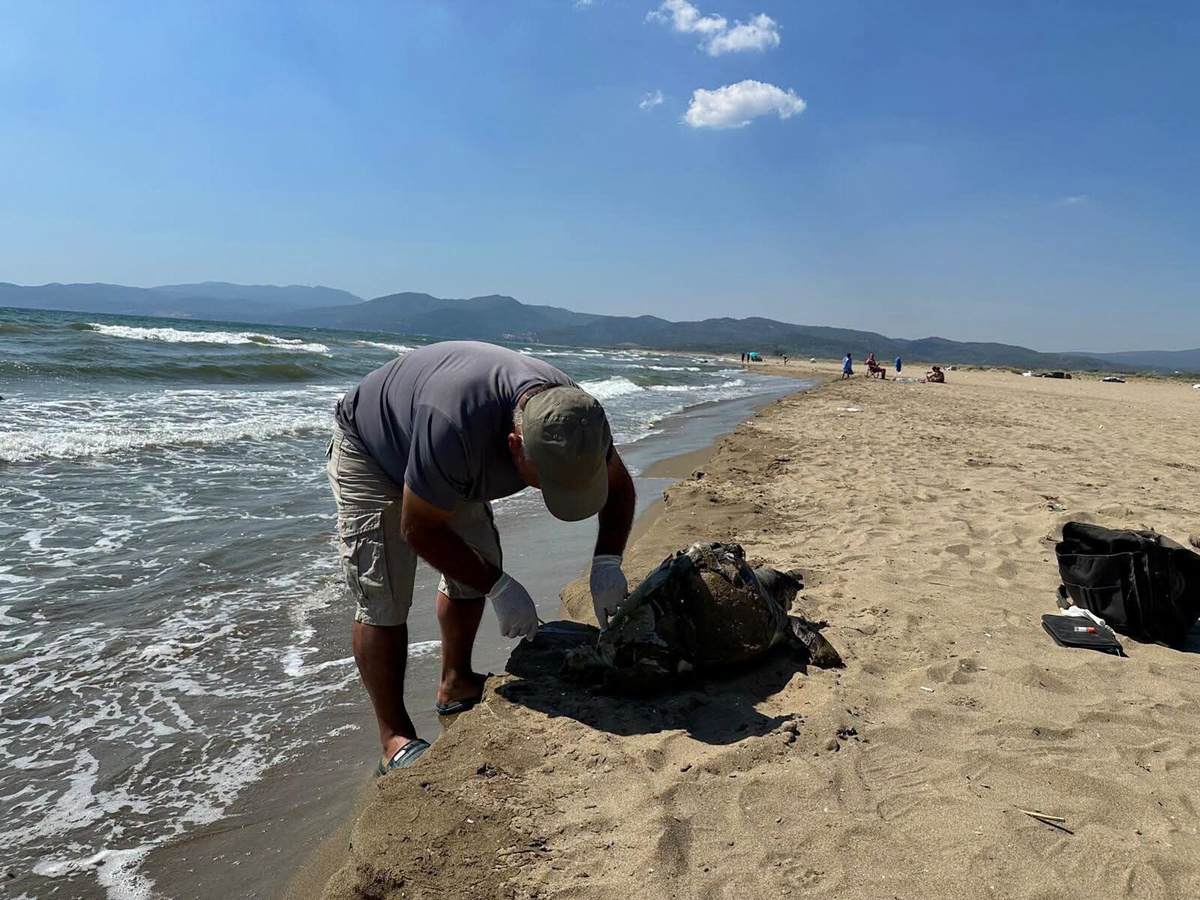 Ölü Deniz Kaplumbağası Kıyıya Vurdu