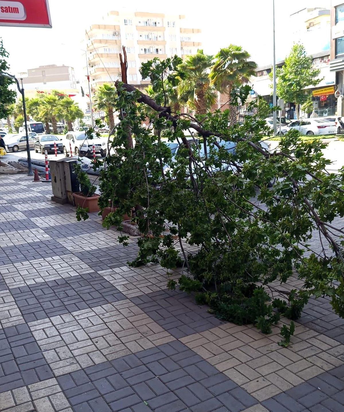 Kahta\'da şiddetli rüzgar ağacı devirdi