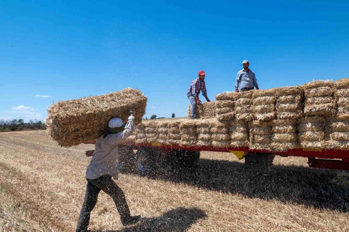 Kırklareli\'nde Saman Balyası Mesaisi Başladı