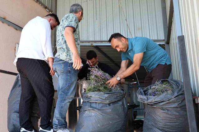 Düzce’de Lavanta Yağı Üretimiyle Ekonomiye Katkı
