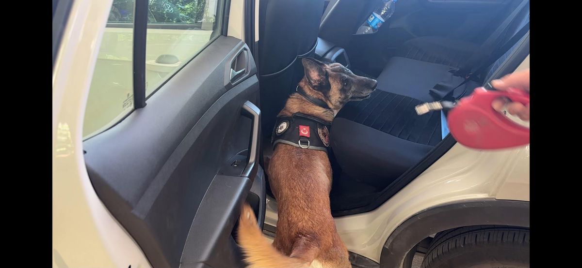 Narkotik köpeği Cessi\'den başarılı operasyon