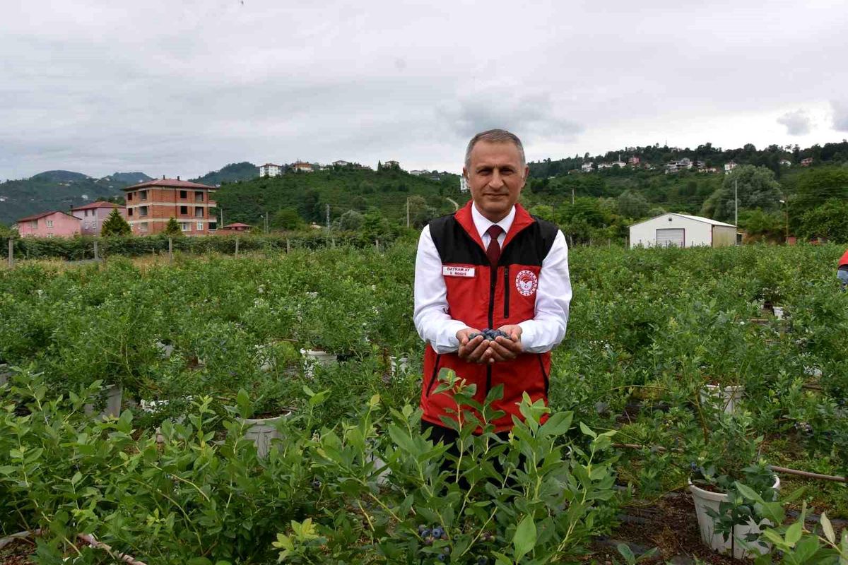 Ordu\'da maviyemiş hasadı başladı