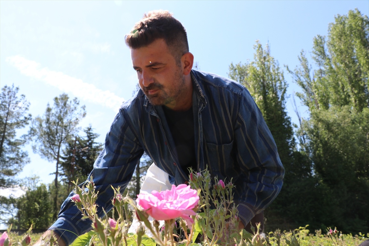 Ertaş Ailesinin Gül Yağı Başarısı