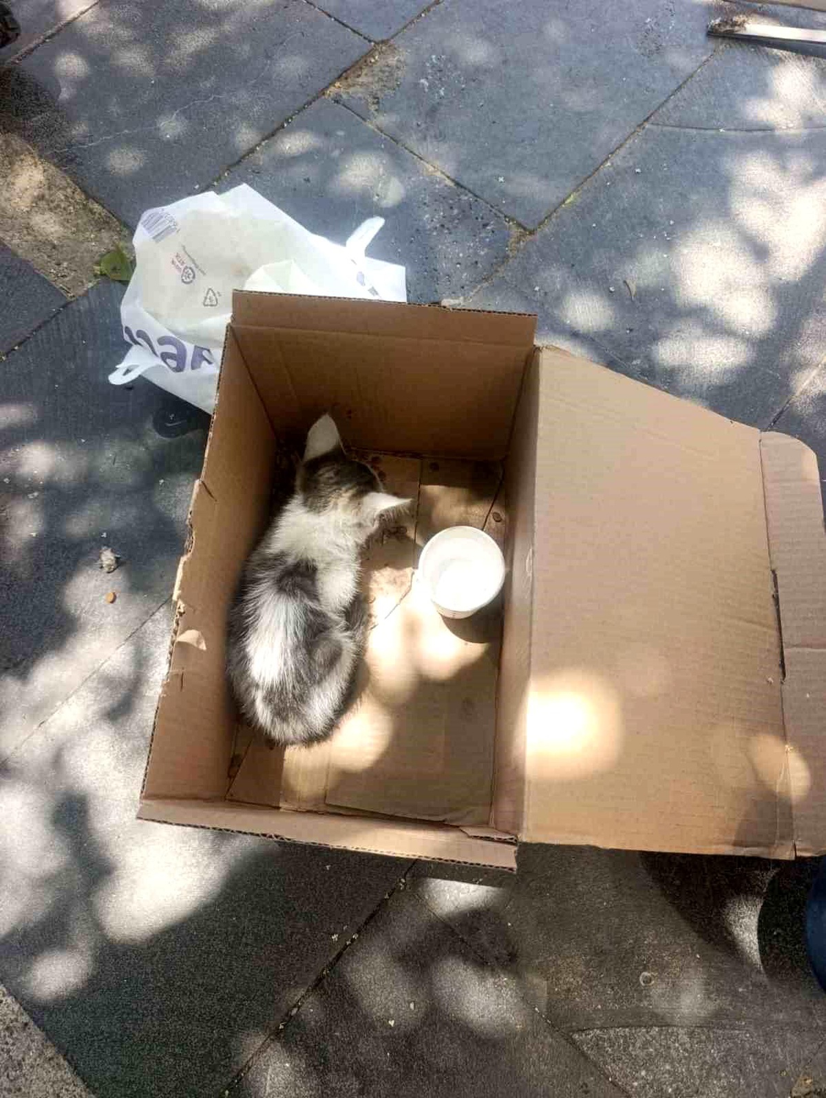 Siirt’te Yavru Kedi Reklam Panosundan Kurtarıldı