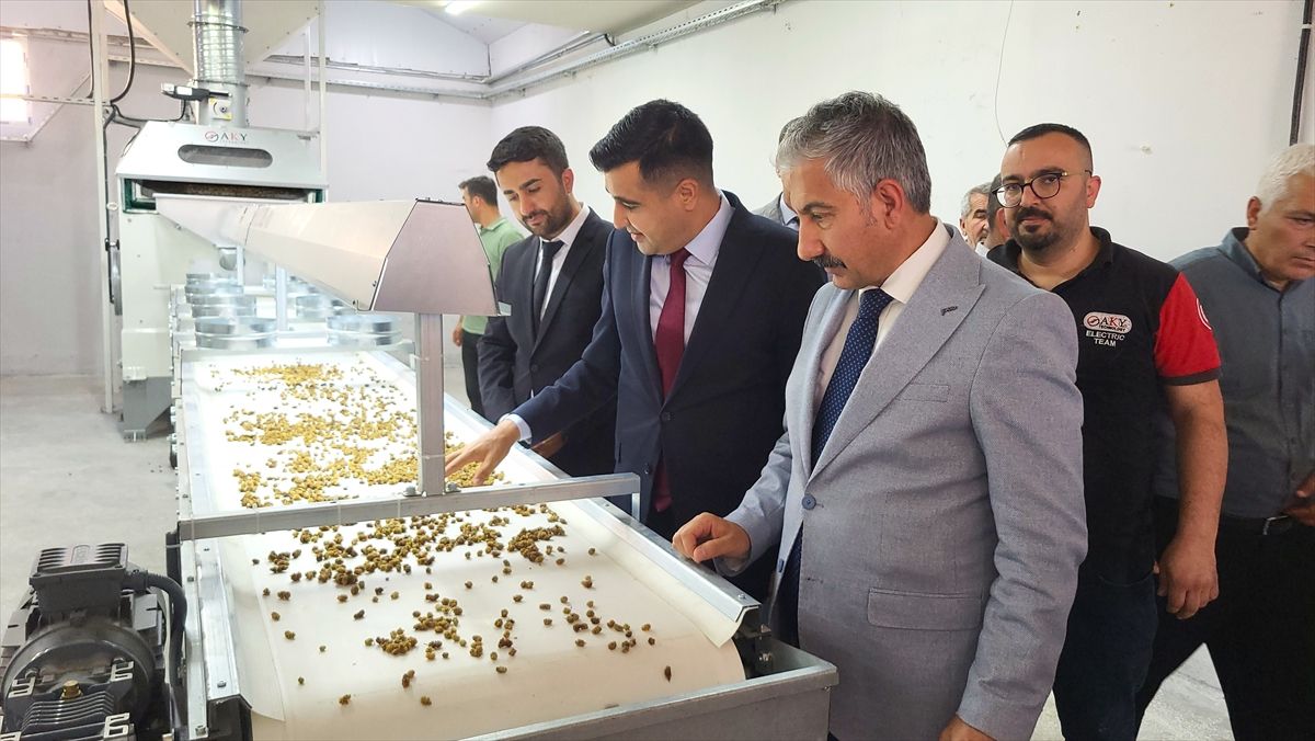 Tut\'ta Dut Hasadı Başladı