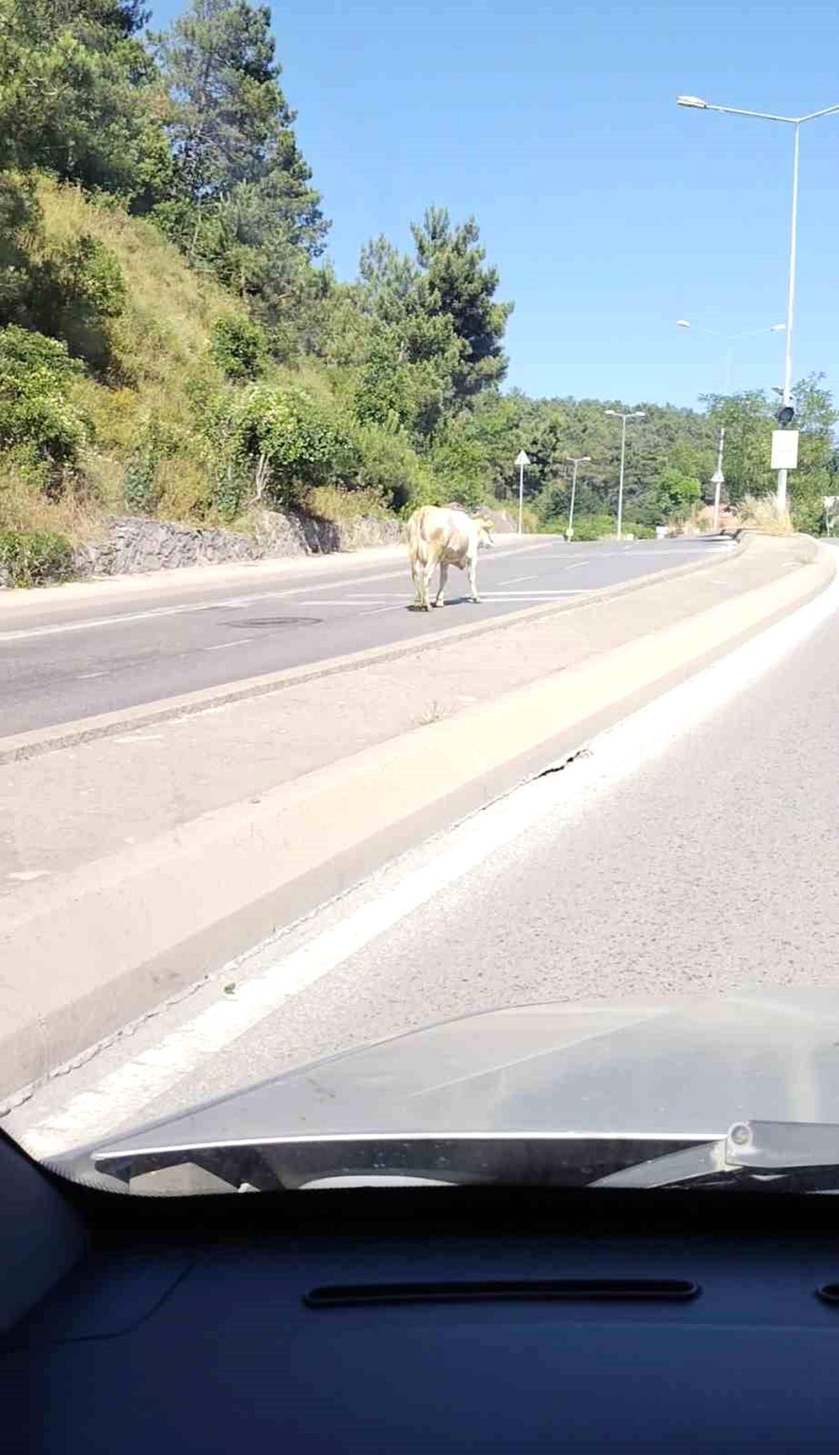 Ümraniye\'de Trafikte Başıboş İnek