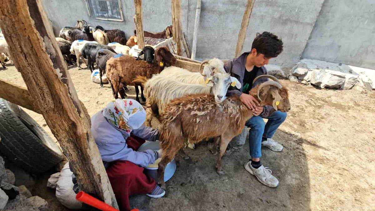 Bitlis\'te Yayla Sezonu Başladı