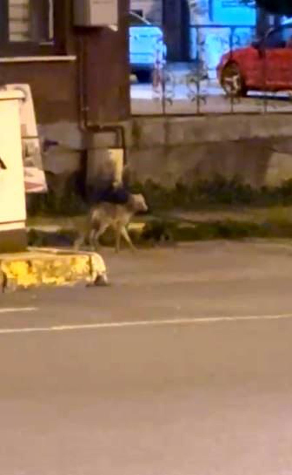 Ardahan\'da Gece Tilki Gezintisi