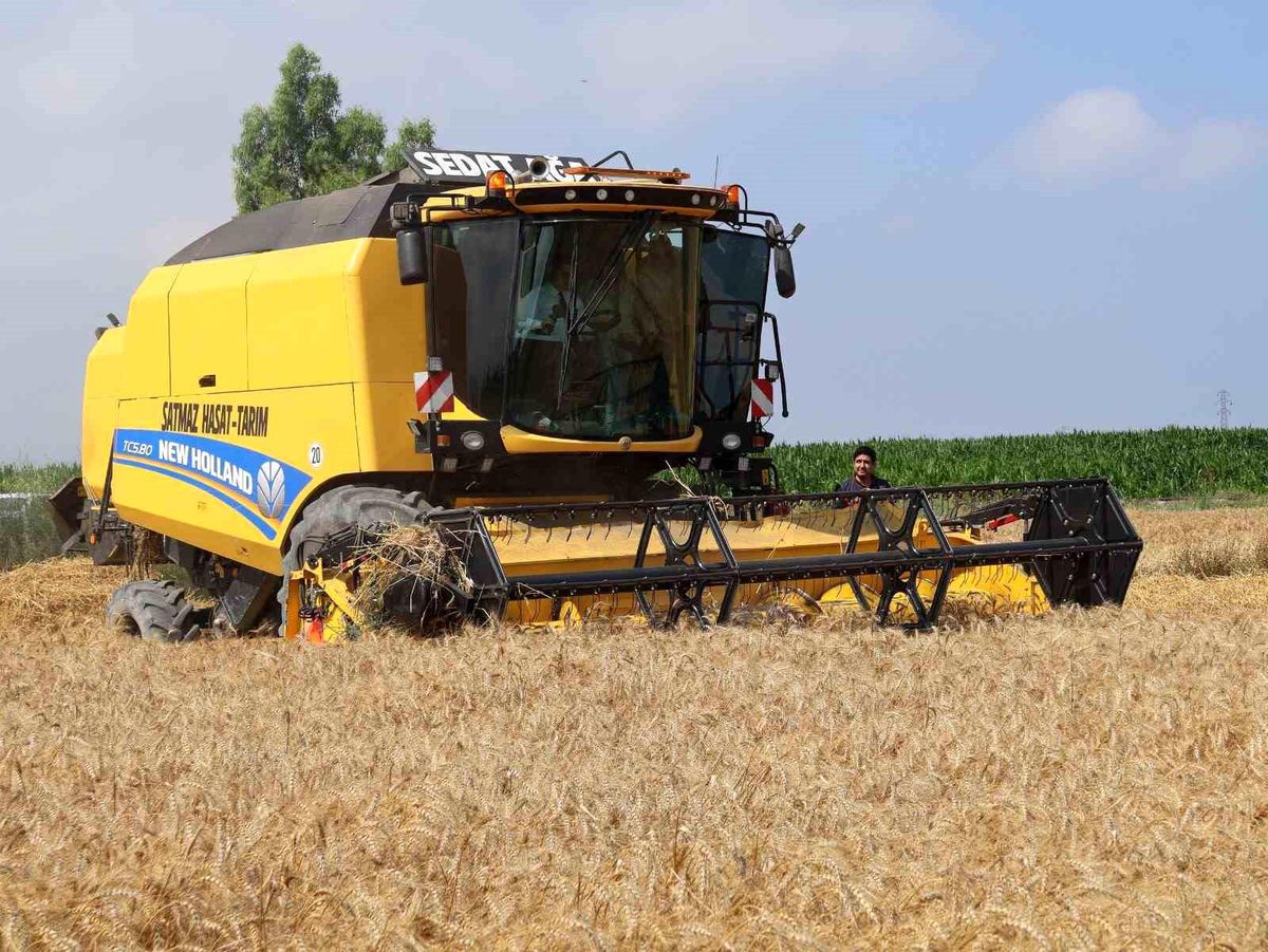 Arsuz\'da buğday hasadı: Dekara 650 kilogram verim