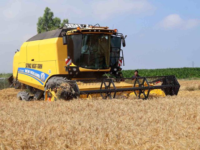 Arsuz’da buğday hasadı: Dekara 650 kilogram verim