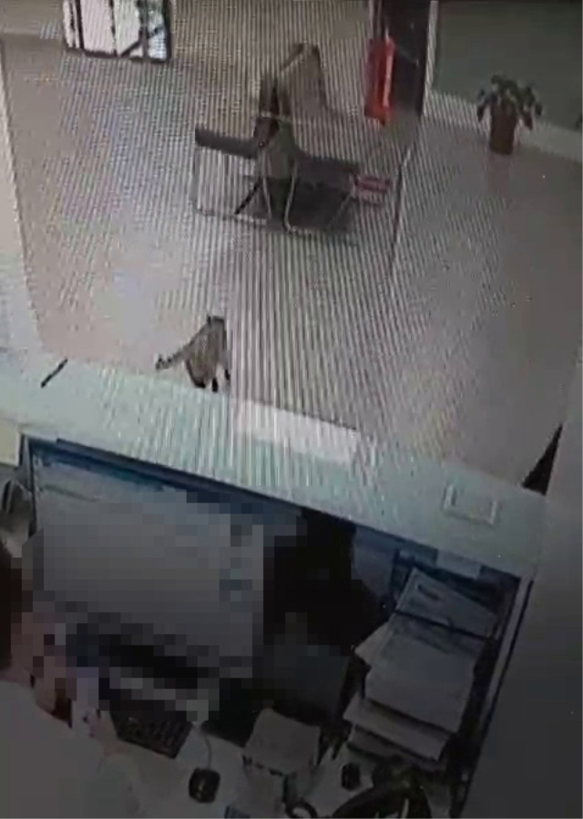 Bankada işlem yaparken başına kedi düştü: Kalpten gidiyorduk