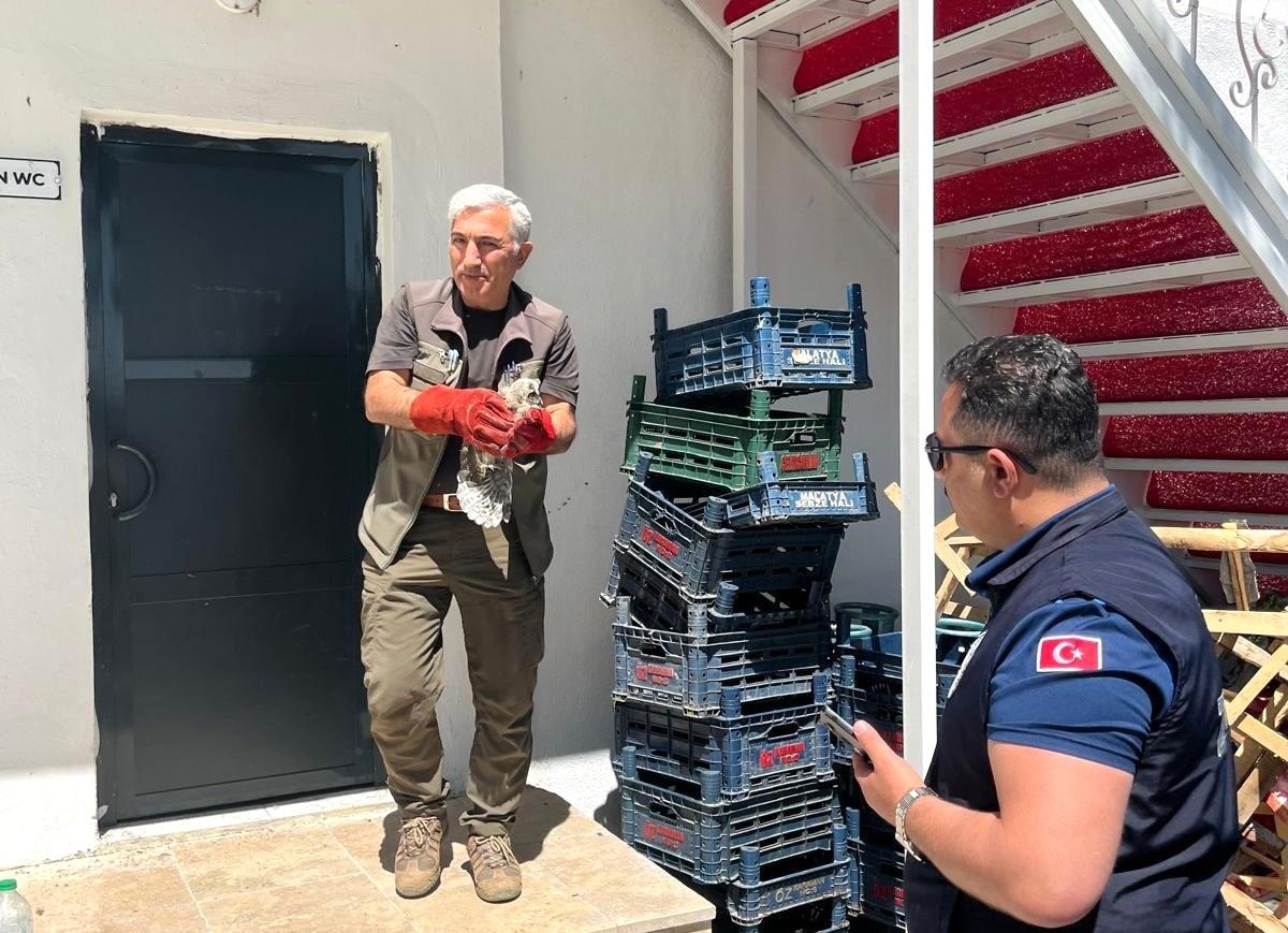 Battalgazi zabıtası, bulduğu yavru baykuşu koruma altına aldı