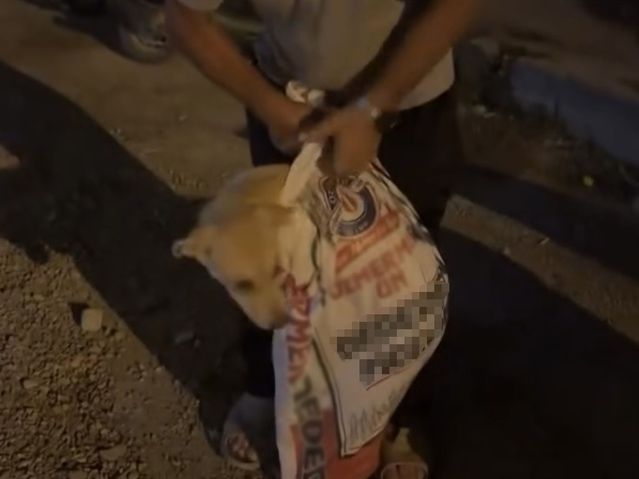 Köpek Çuvaldan Kurtarıldı