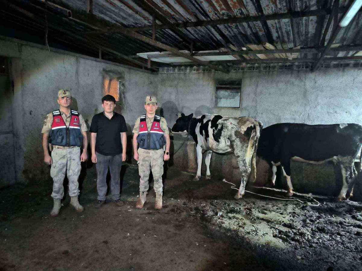 Kilis\'te Kayıp Hayvanlar Bulundu