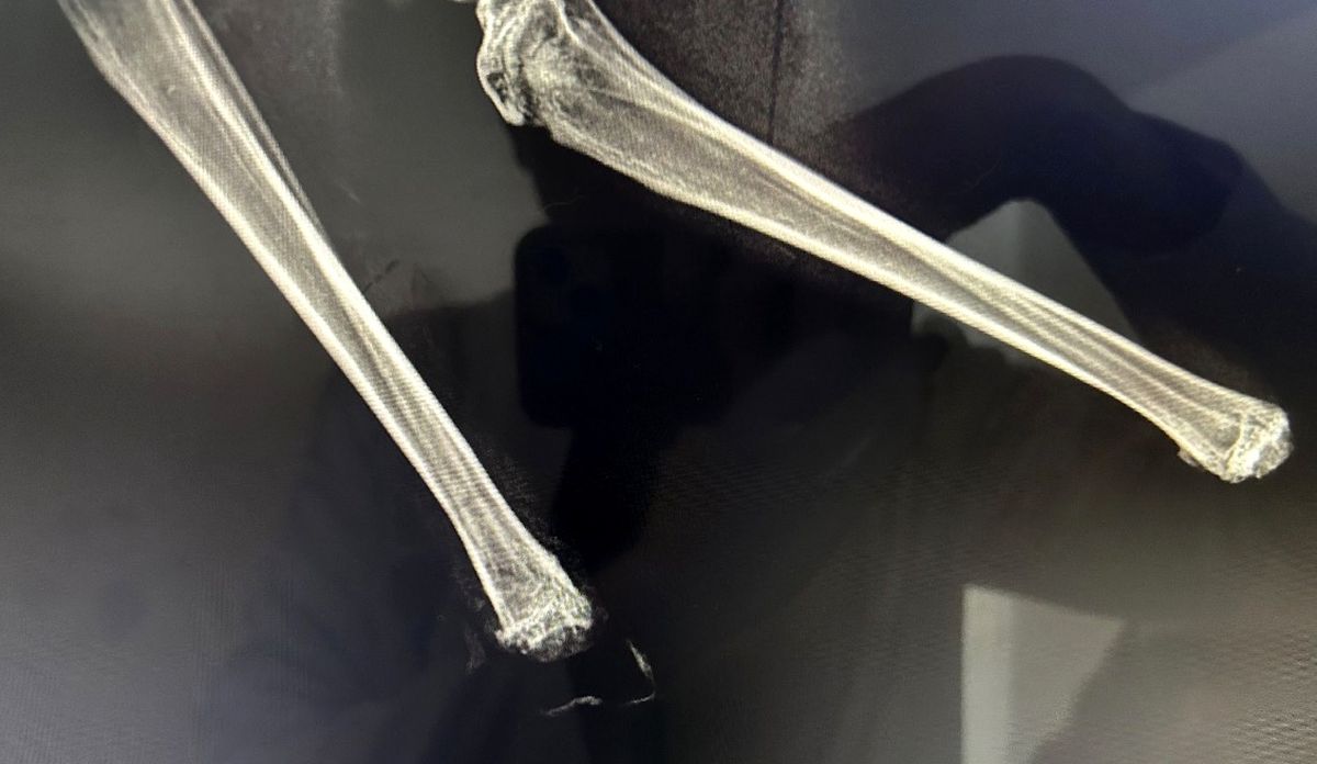 Balım Kedi 3D İmplantla Yürümeye Başladı