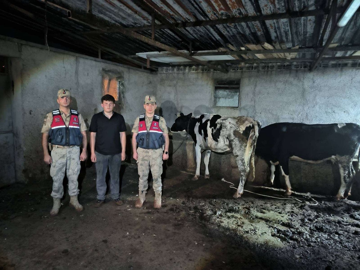 Kilis\'te Kayıp Hayvanlar Bulundu