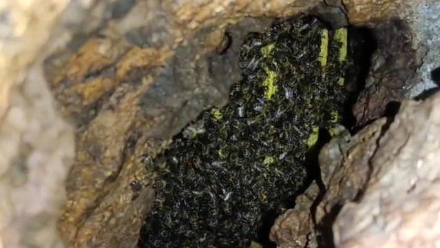 Mağarada Binlerce Arı Keşfedildi