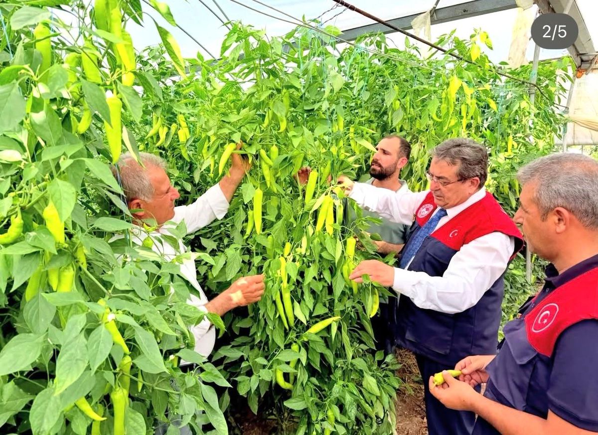 Mersin\'de Kapya Biber Üretimi İncelemesi
