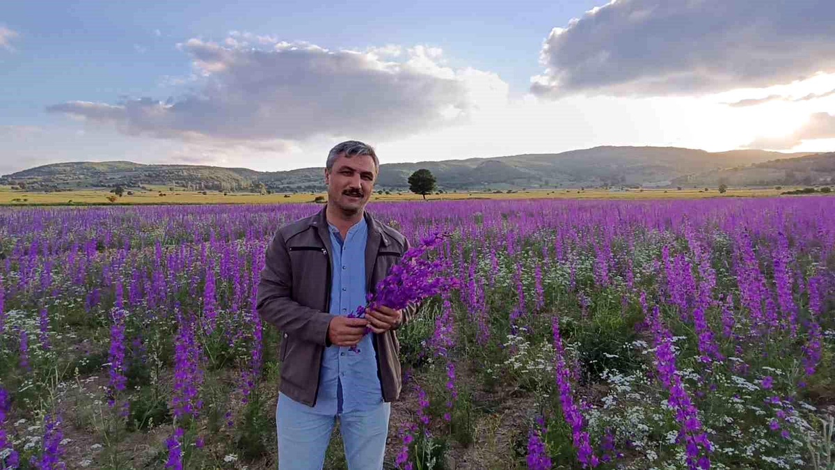 Yozgat\'ta Mor Çiçek Denizi