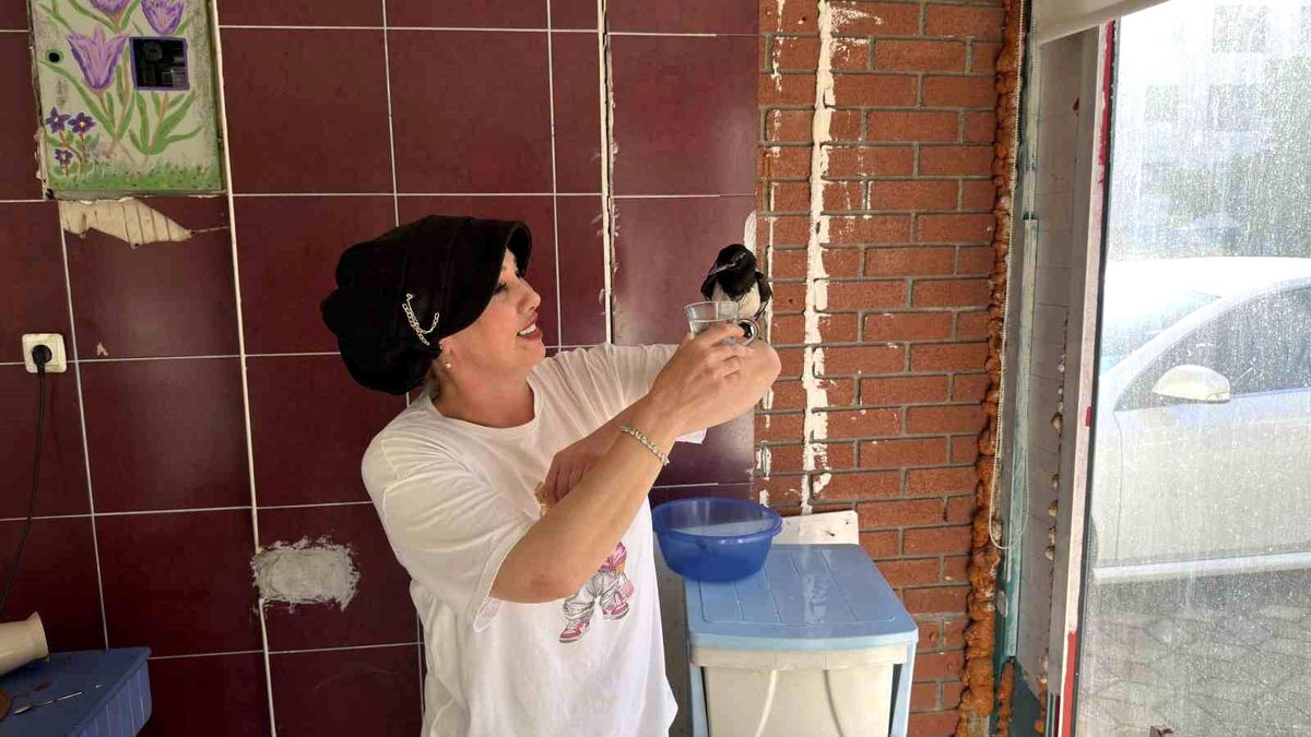 Karam: Turhal\'ın Sevimli Saksağanı