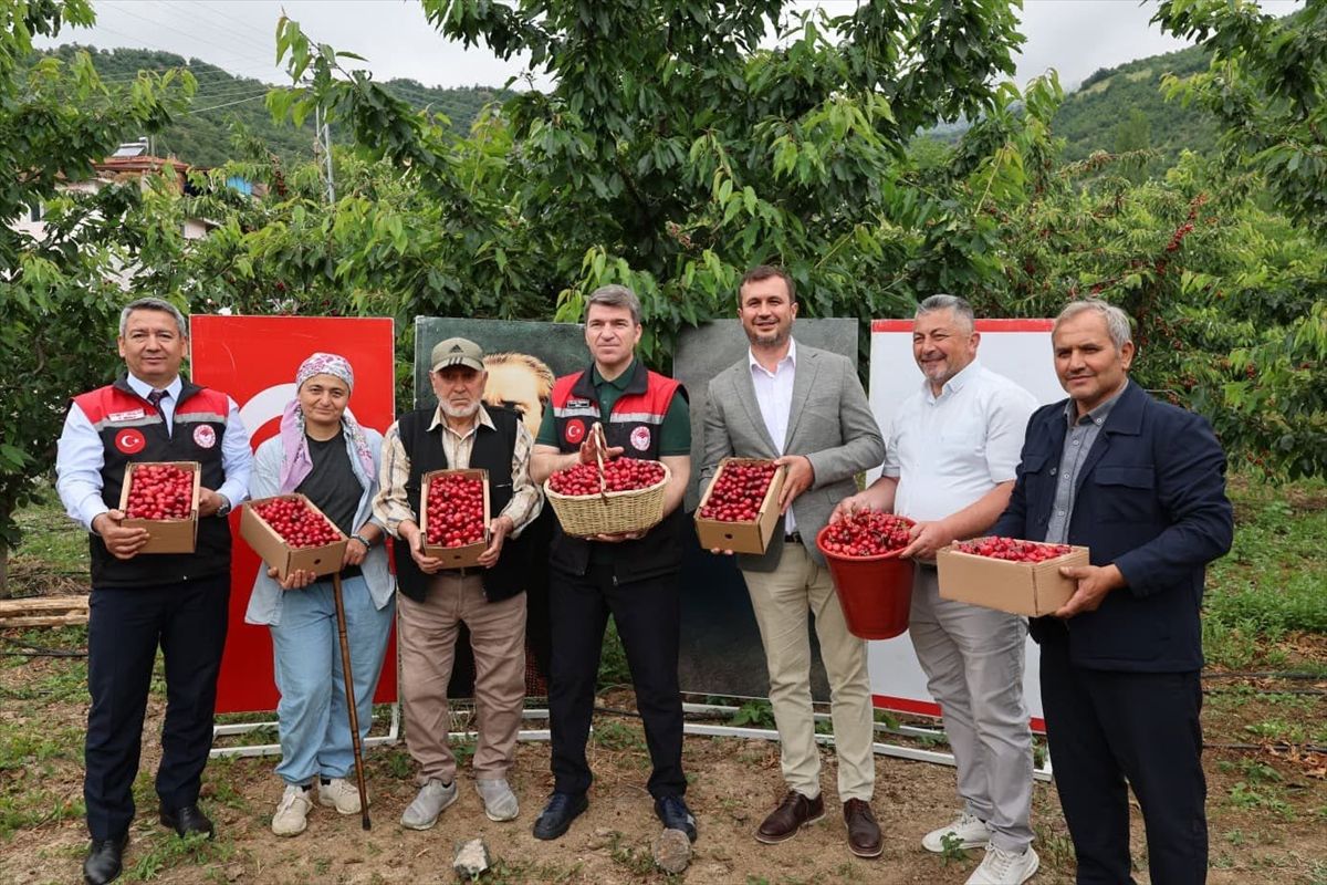 Vali Bakan Yıkılgan\'da Kiraz Hasadı Yaptı