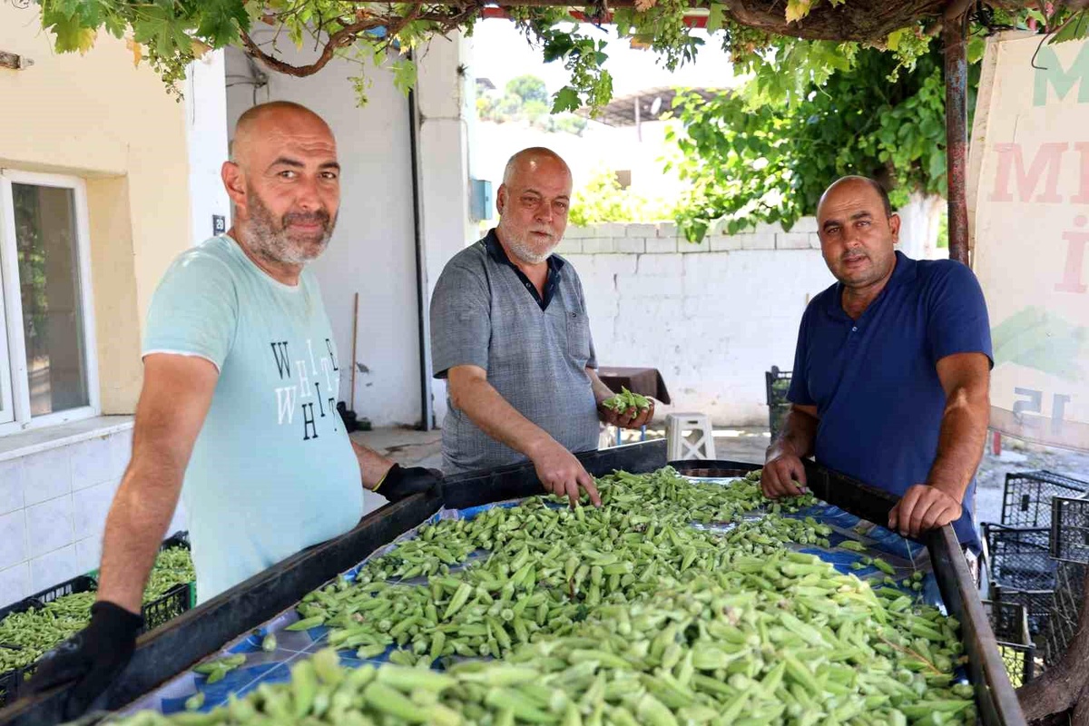 Koçarlı\'da Bamya Hasadı Başladı