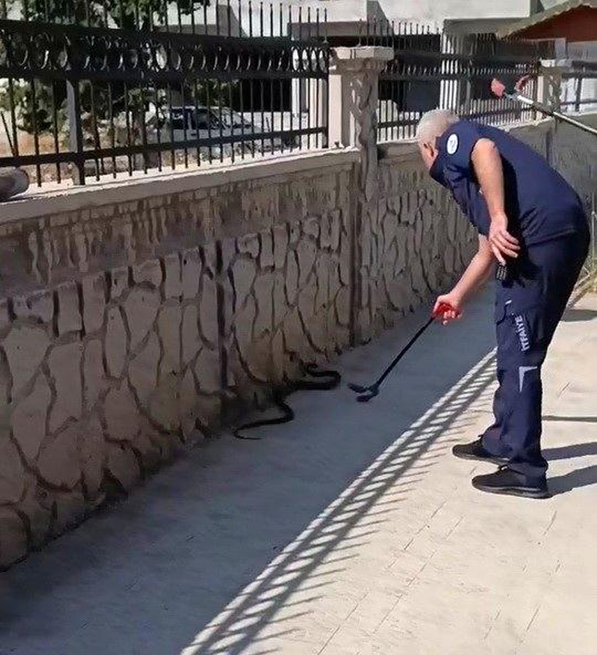 Adıyaman\'da Yılan Paniği