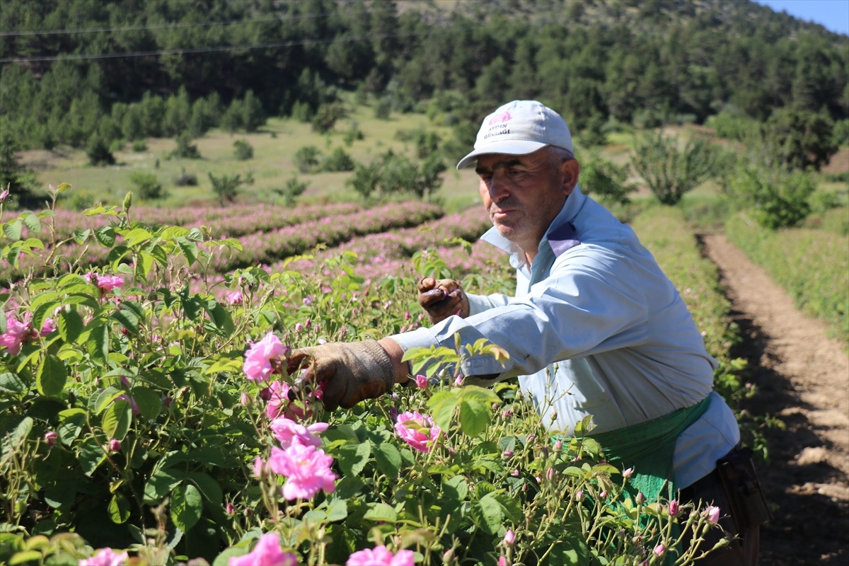 Isparta\'da Gül Hasadı Devam Ediyor