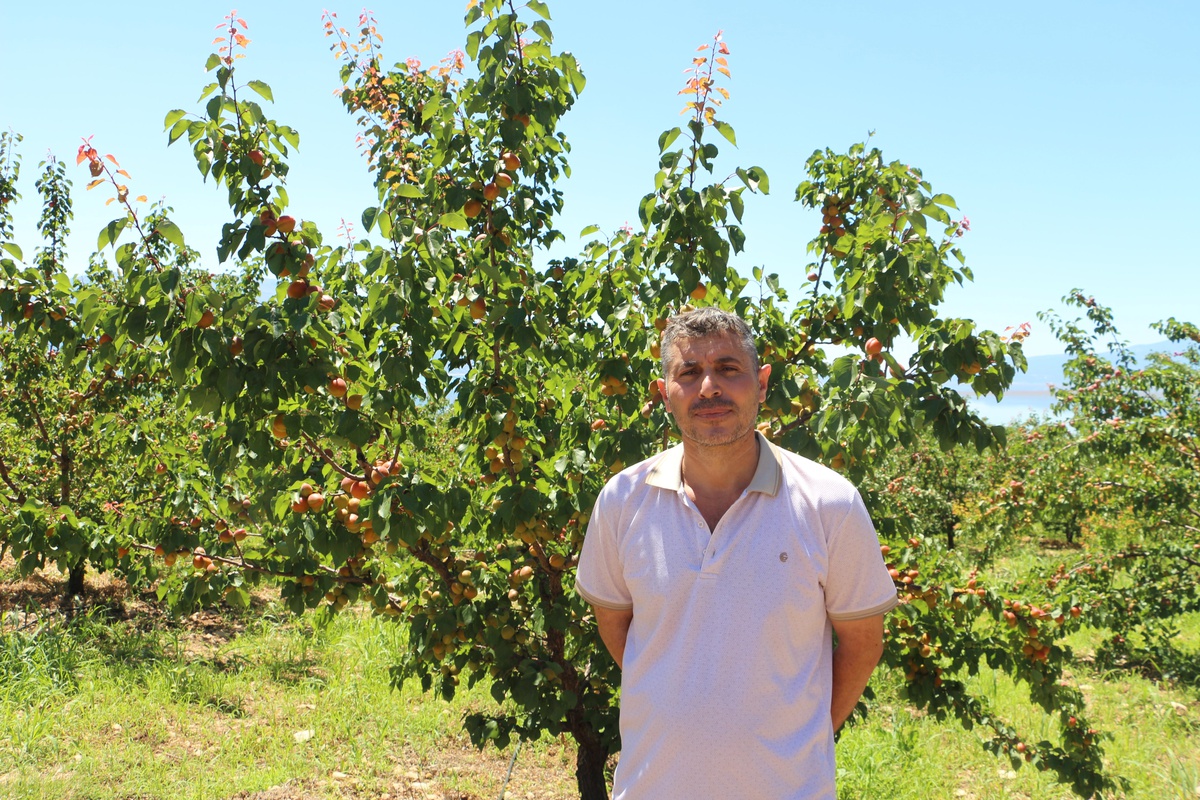 Isparta\'da Kayısı Hasadı Başladı