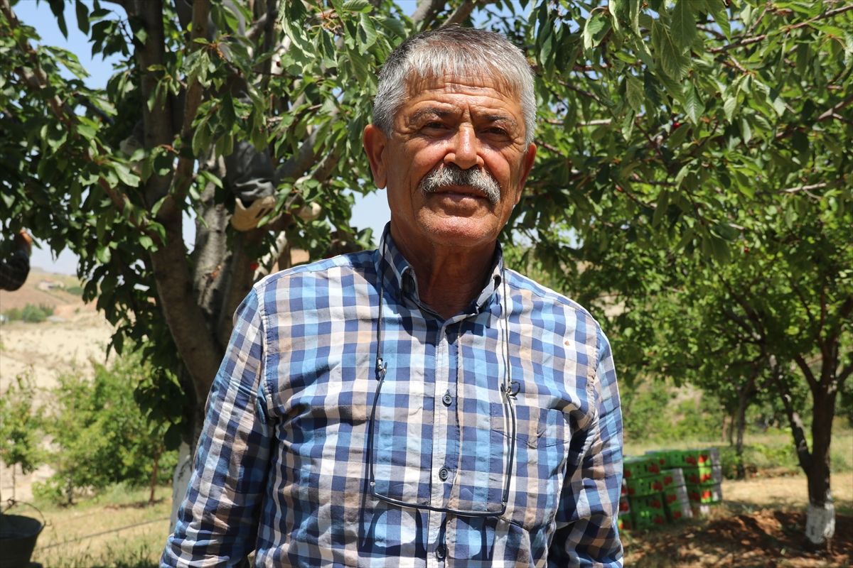 Dalbastı Kirazında Verim Sevinci
