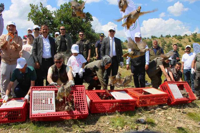 Amasya’da Keklikler Doğaya Salındı