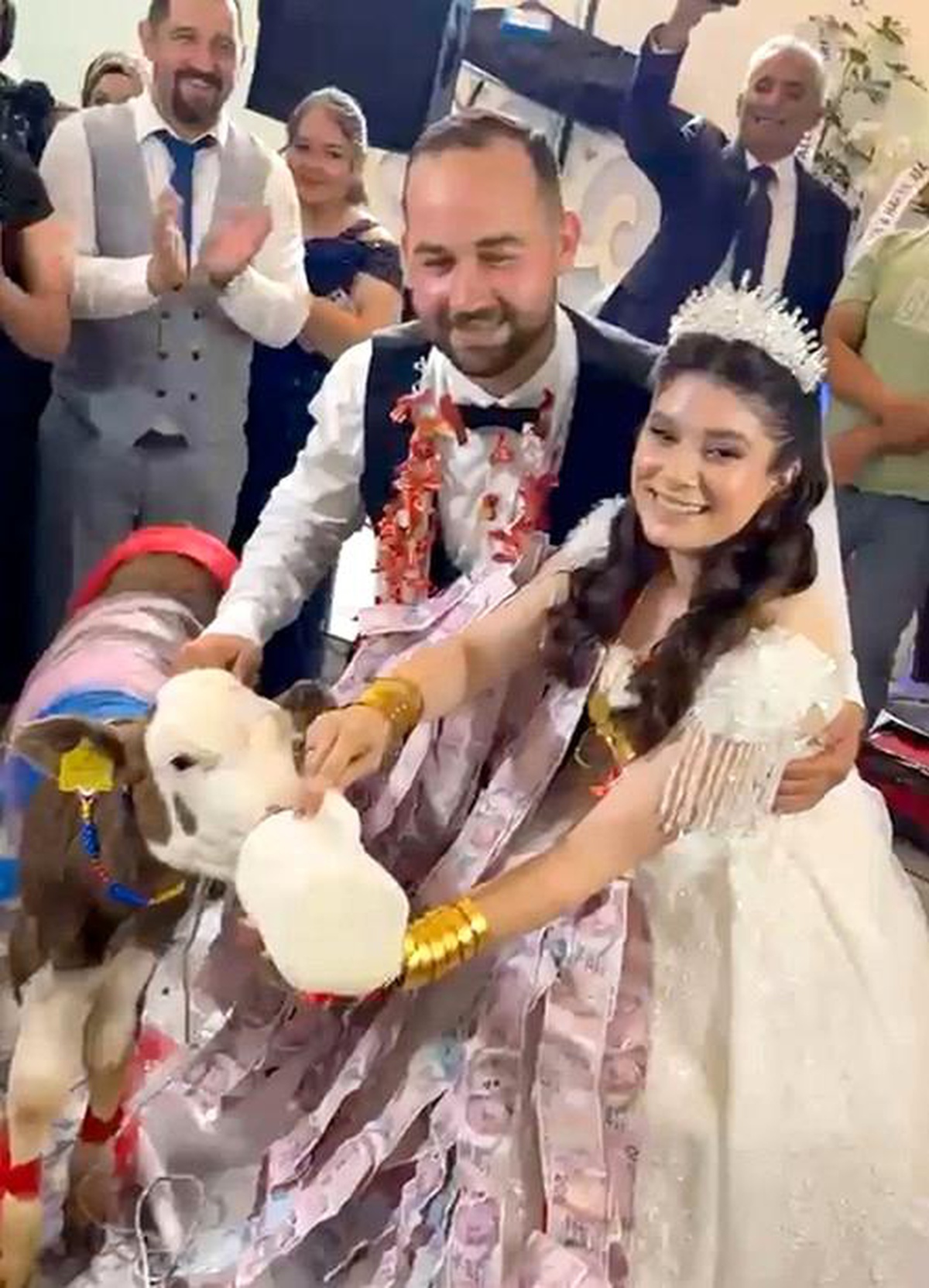 Düğün Hediyesi: Dişi Buzağı