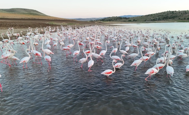 Tuz Gölü’nde Flamingo Molası