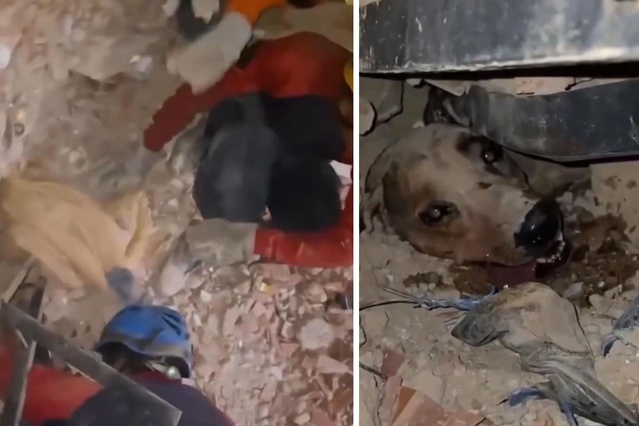Venezuela’daki felaketin ortasında umudun sembolü oldu: Enkaz altındaki köpek böyle kurtarıldı