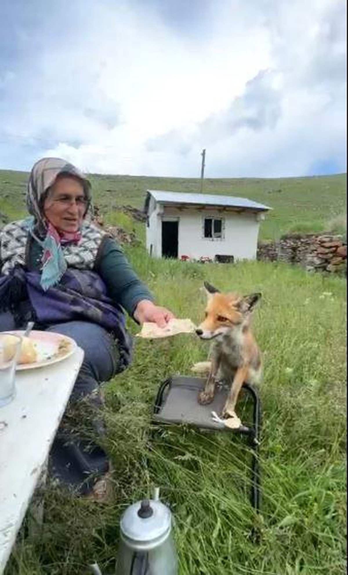 Yaylada Tilkiyle Sohbet