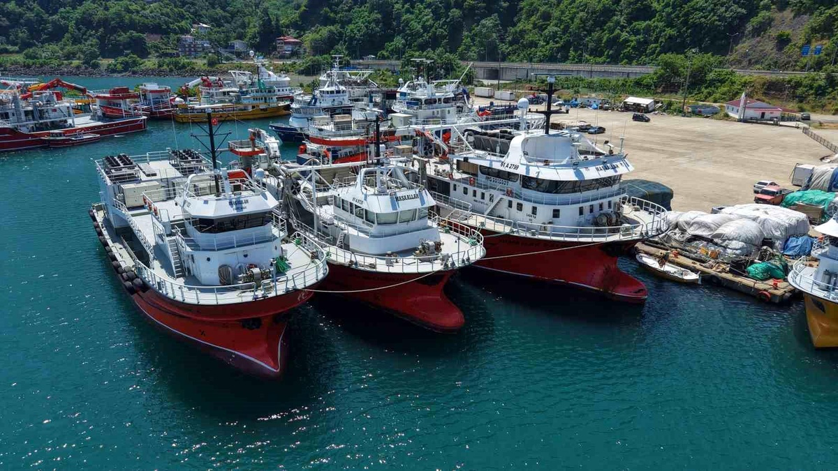 Trabzon Balıkçıları 50 Ton Orkinos Kotasını Doldurdu