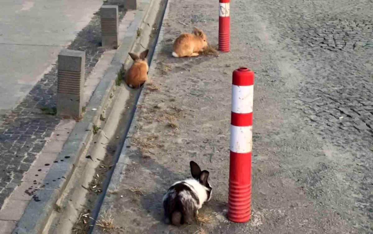 Atakum Sahilinde Tavşanlar Şaşırttı