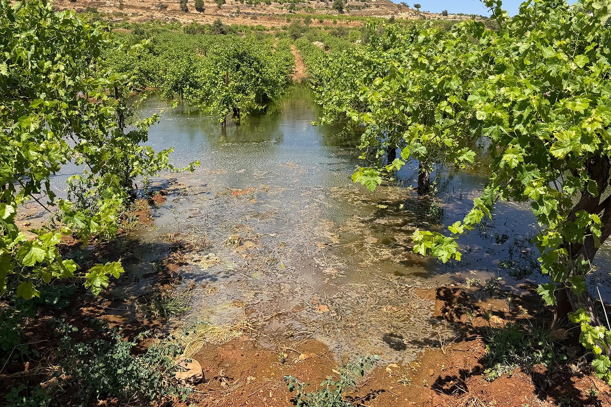 Batı Şeria\'daki İsrailli yerleşimciler, Filistinlilerin tarım arazilerine kanalizasyon atığı bıraktı