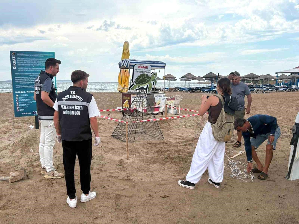 Didim Belediyesi ekiplerinin zamanında müdahalesi caretta carettayı kurtardı