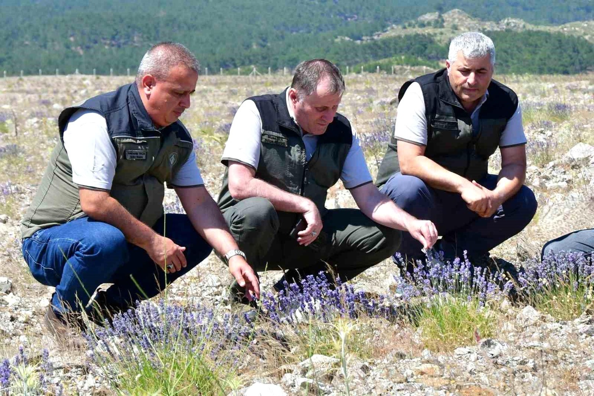 Balıkesir\'de Kumluca Bal Ormanı İncelemesi