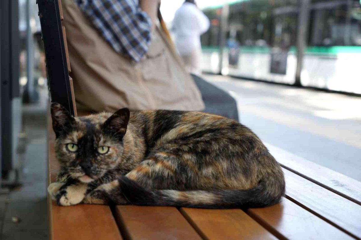 Tramvay durağını mesken tutan kedi, herkesin neşe kaynağı oldu