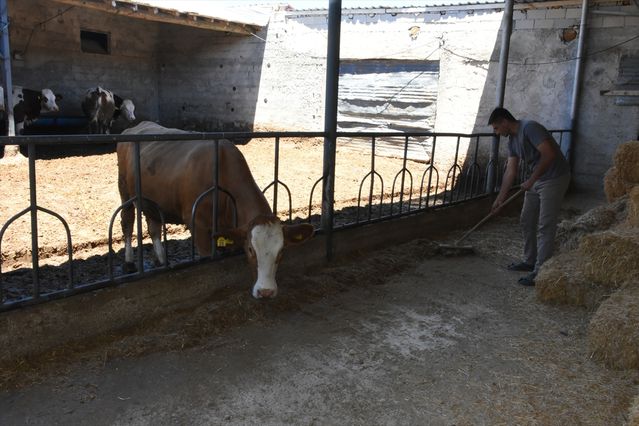 22 Yaşında Süt Sığırcılığına Yöneldi