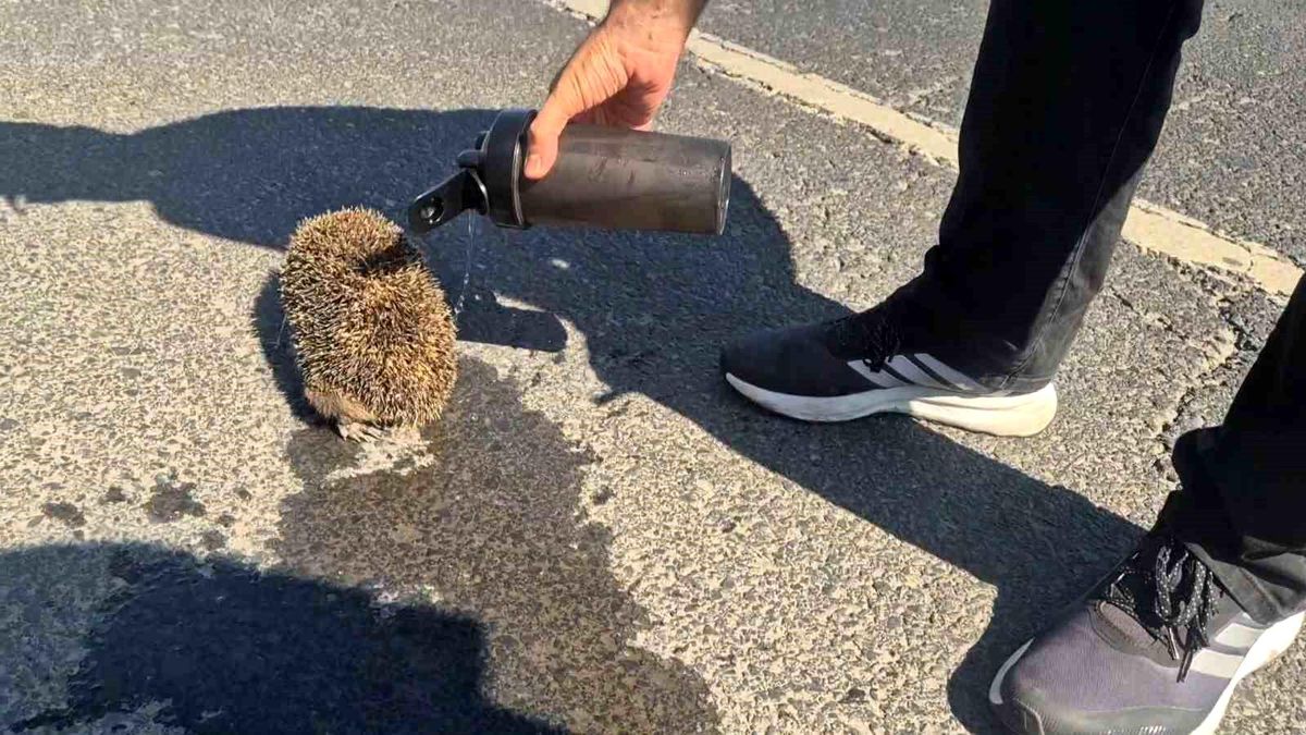 Polis, Yangında Kirpiyi Kurtardı